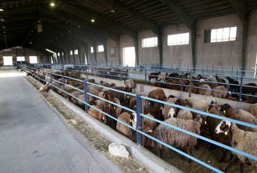 بهره برداری از یک واحد دامپروری در ارسنجان 