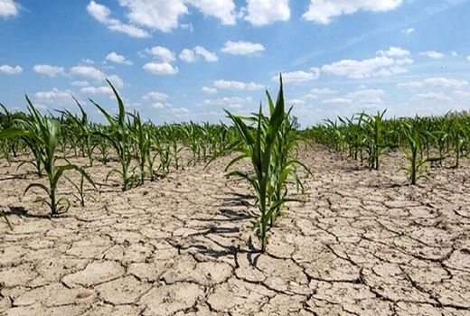 خسارت 100 درصدی به مزارع دیم «دهلران» در پی کمبود بارش‌ها 