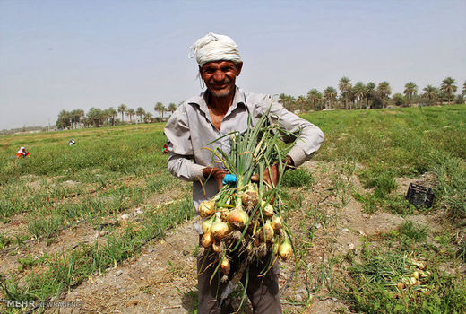نخستین بخش مطالبات کشاورزان گندمکار خوزستان همزمان با سفر رییس جمهور به استان پرداخت شد