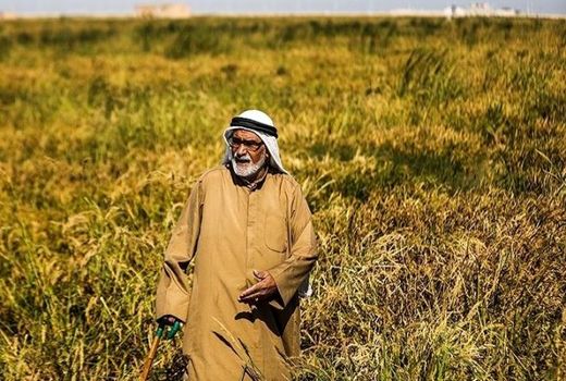 پیش‌بینی کشت قراردادی برنج در استان خوزستان