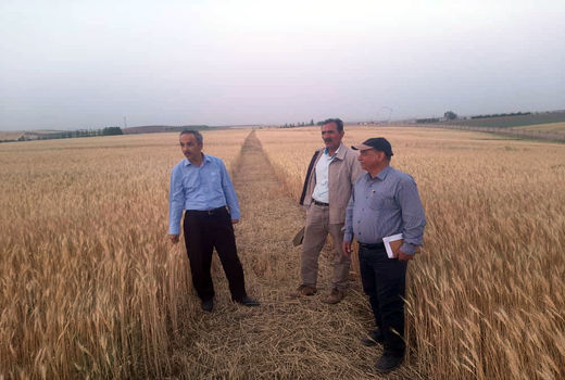 افزایش قابل تامل بهره‌وری دیم‌زارهای کشور با وجود خشکسالی 