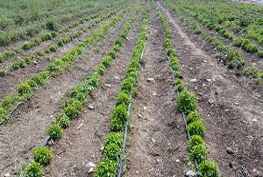 آغاز کشت گیاهان دارویی در 16 هکتار از مزاع اردل