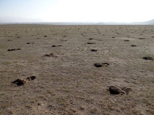 اتمام عملیات اجرایی طرحهای بیولوژیکی و احیای مراتع در آذربایجان غربی