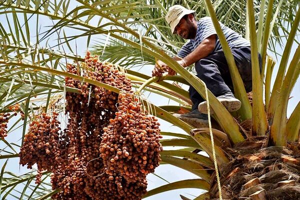 تولید خرما در سال ۱۴۰۴ به ۱.۶۸ میلیون تن می‌رسد
