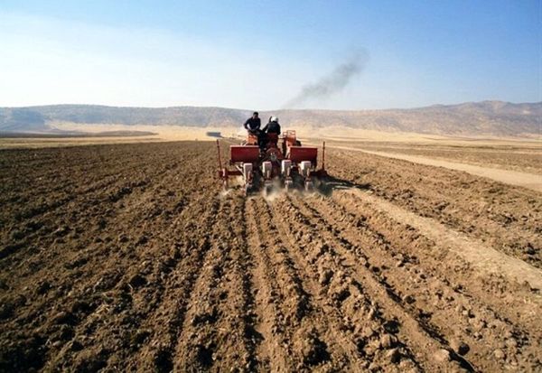 ۹۸ هزار هکتار زمین کشاورزی سقز زیر کشت پاییزه گندم میرود