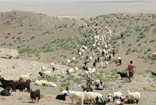 خرید تضمینی ۲۰۰ هزار راس دام عشایر خراسان شمالی آغاز شد