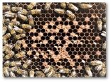 لارومیری و سموم کشاورزی گریبانگیر زنبورعسل کشور/ آیا امنیت غذایی تهدید می‌شود؟