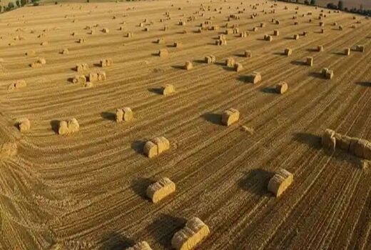 پیش بینی تولید ۴ هزار تن کاه و کلش درشهرستان گراش 