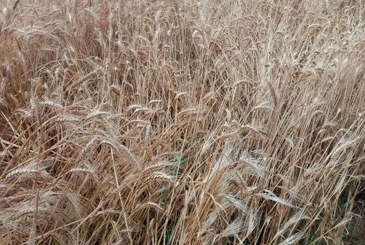 هزار و ۷۲۰ میلیارد ریال از مطالبه‌های گندم کاران استان بوشهر پرداخت شد