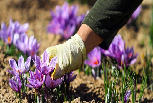 ارزآوری 2.8 میلیارد دلاری زعفران