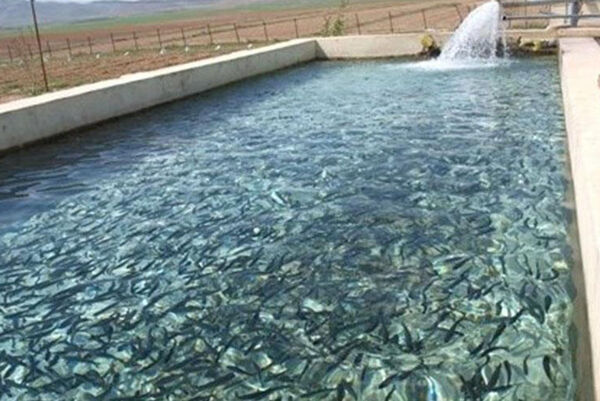 شهرستان سراب پیشرو در آبزی پروری آذربایجان شرقی 