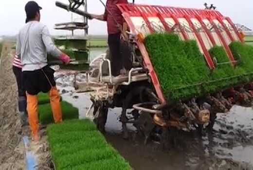 محصولات کشاورزی جوانان ایرانی رقیب صنایع غذایی دنیا