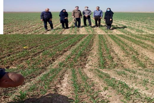 بازدید کارشناسان فنی از روند کشت سورگوم در مزارع کشاورزی شهرستان بوئین زهرا