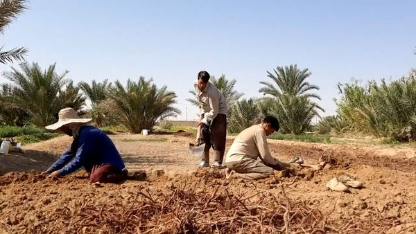 فصل برداشت روناس در خوروبیابانک