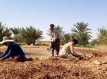فصل برداشت روناس در خوروبیابانک