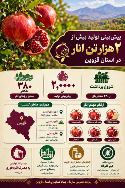  پیش‌بینی تولید بیش از ۲ هزار تن انار در قزوین