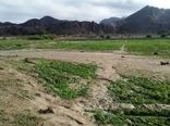 سیل 40 میلیارد تومان خسارت به بخش کشاورزی سیستان و بلوچستان زد