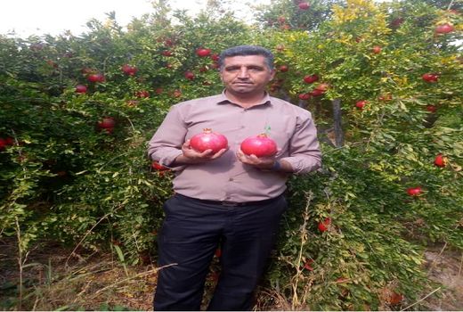 تولید 25 هزار تن انار در فسا