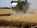 پیش بینی برداشت حدود 62 هزار تن گندم از مزارع استان البرز در سال جاری