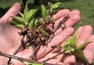 خسارت 456میلیارد ریالی سرمازدگی و طوفان به کرمان
