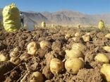 تولید بیش از ۱۳۸ هزار تن سیب زمینی در شهرستان قروه 