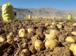 تولید بیش از ۱۳۸ هزار تن سیب زمینی در شهرستان قروه 