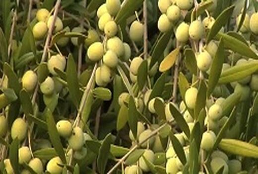 عشایر ایلام سالانه یک هزار میلیارد تومان محصولات باغی تولید می‌کنند