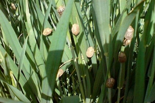 مبارزه با سن غلات در مزارع اصفهان به پایان رسید