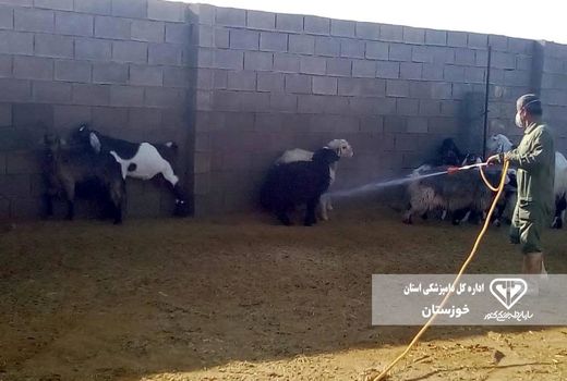 سمپاشی ۱۸۰ هزار مترمربع اماکن دامی خوزستان علیه تب کنگو
