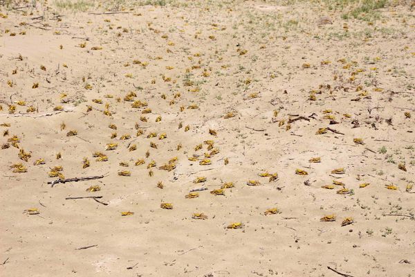 مبارزه باملخ صحرایی درسیستان وبلوچستان به 20 هزارهکتار رسید