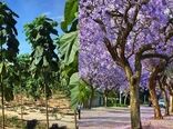 کاشت درخت پالونیا؛ سودای طلای سبز یا تهدیدی برای منابع طبیعی کشور؟