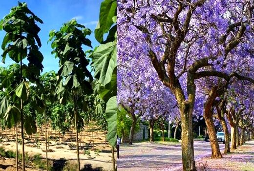 کاشت درخت پالونیا؛ سودای طلای سبز یا تهدیدی برای منابع طبیعی کشور؟