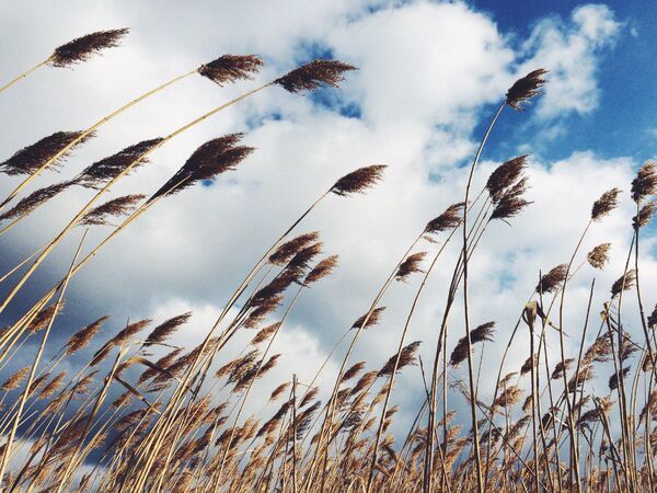احتمال بروز آتش‌سوزی در باغات به‌دلیل وزش بادهای گرم