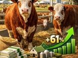 رشد 61 درصدی حمایت بانک کشاورزی از تولید گوشت قرمز در کشور
