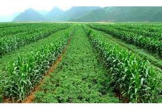 اختصاص 44 هزار هکتار شالیزار بابل به کشت دوم