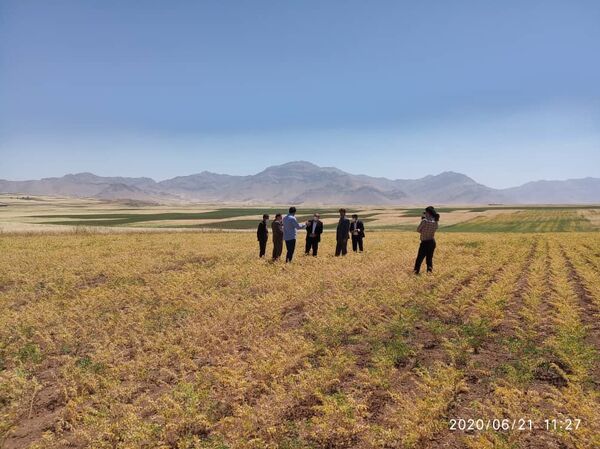 لرستان قطب تولید حبوبات در کشور