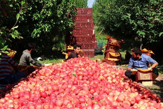 پرداخت تسهیلات برای احیای واحدهای تولیدی بخش کشاورزی
