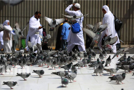 زائران خانه خدا 