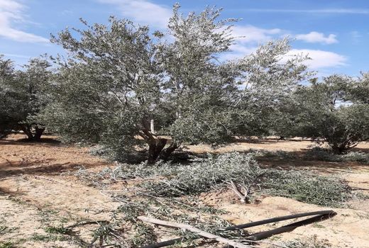 اصلاح و واکاری باغ های زیتون در مرودشت 