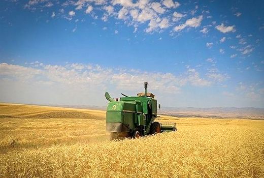  تولید بیش از ۳۴ هزار تن گندم در استان بوشهر 
