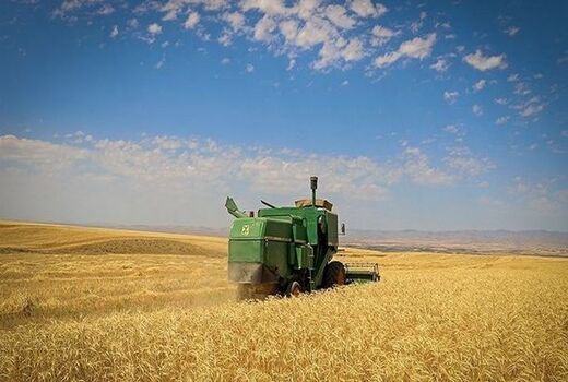  تولید بیش از ۳۴ هزار تن گندم در استان بوشهر 