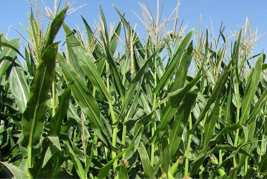 کشت ذرت علوفه ای در سه هزار و ۳۰۰ هکتار از اراضی کشاورزی چهارمحال و بختیاری 