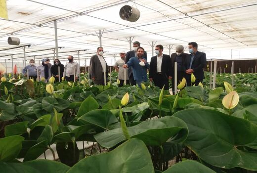 بازدید رئیس سازمان جهاد کشاورزی استان تهران از شهرک گلخانه‌ای حصارگلی شهرستان ورامین