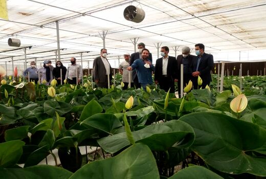 بازدید رئیس سازمان جهاد کشاورزی استان تهران از شهرک گلخانه‌ای حصارگلی شهرستان ورامین