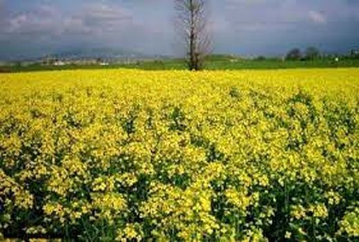 کشت کلزا و گلرنگ پاییزه در مزارع مناطق سردسیری شهرستان کرمان