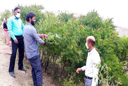 برداشت بیش از 560 تن سماق از باغات شهرستان هوراند