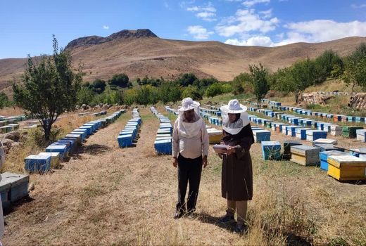 آغاز سرشماری سراسری زنبورستان‌های کشور از ۵ مهرماه