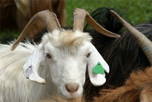 اجرای طرح هویت گذاری دام در شهرستان ارزوئیه 