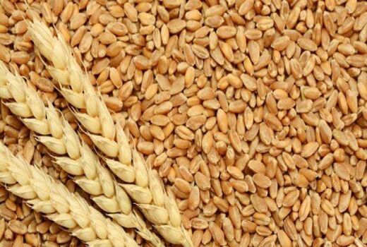 استفاده از بذور گواهی شده در گندم، محصول را تا ۳۰ درصد محصول افزایش می‌دهد