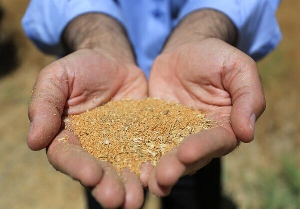  بیمه اجباری گندم و دانه‌های روغنی در سال زراعی جاری کلید خورد